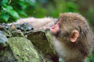 Close-up of monkey on rock