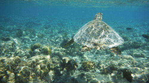 Turtle swimming in sea