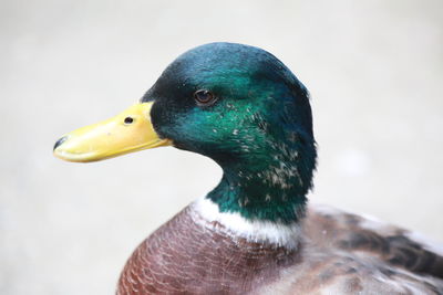 Close-up of a duck