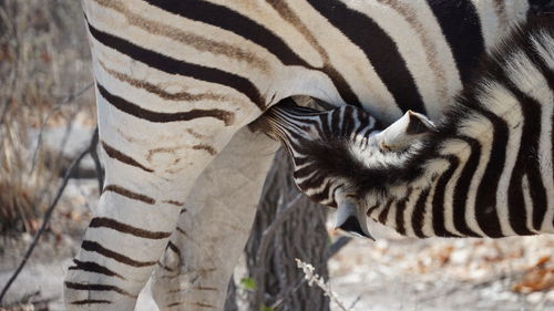 Close-up of a zebra