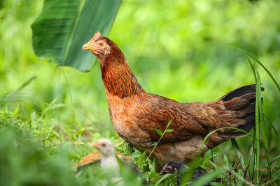 Side view of a bird on field