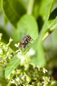 Close-up of insect on plant