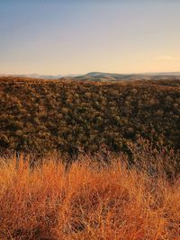 Scenic view of field against clear sky