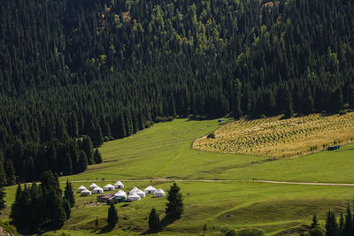 Panoramic view of trees on field in forest