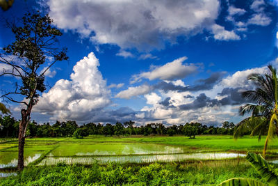 Scenic view of field against sky