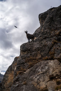 Low angle view of mountain goat on rock against sky