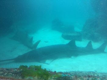 School of fish swimming in sea