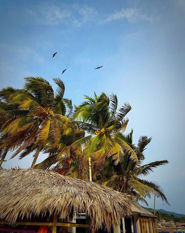 LOW ANGLE VIEW OF BIRDS FLYING OVER TREES