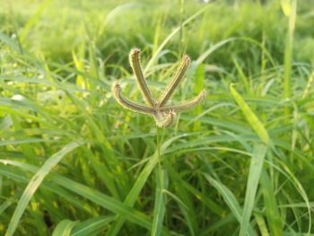 Close-up of a lizard on grass