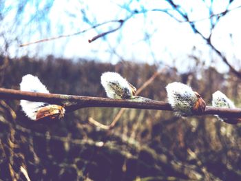 Low angle view of lizard on branch against sky