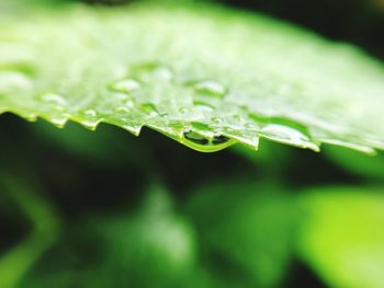 Close-up of raindrops on leaf