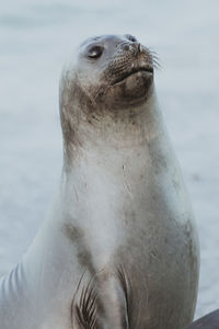 Close-up of seal at beach