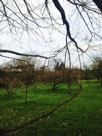 Bare trees on grassy field