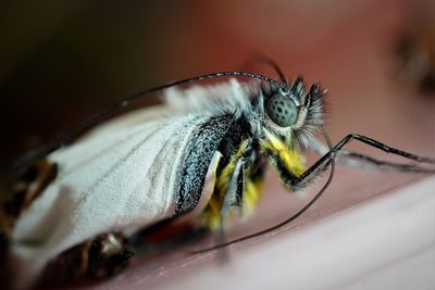 A newly eclosed red-spot jezebel butterfly from its pupal case