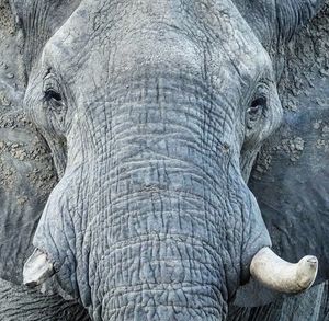 Full frame shot of majestic elephant