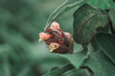 Close-up of red rose on leaves