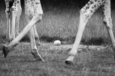 Low section of people playing with ball on field