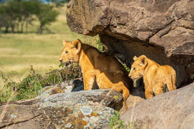 Two lion cubs stand under rocky overhang