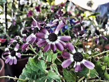 Close-up of purple flowers blooming outdoors