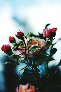 Close-up of pink flowers