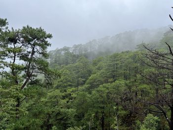 Trees and mountains against sky