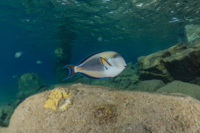 Fish swimming in sea