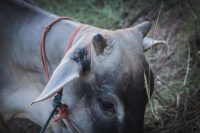 Close-up of a horse on field