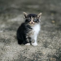 Portrait of kitten sitting outdoors