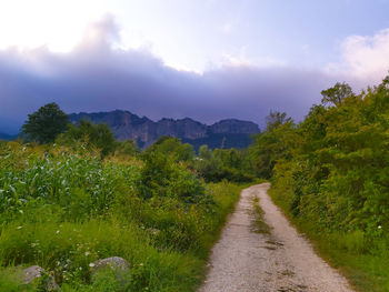 Road amidst plants and trees against sky