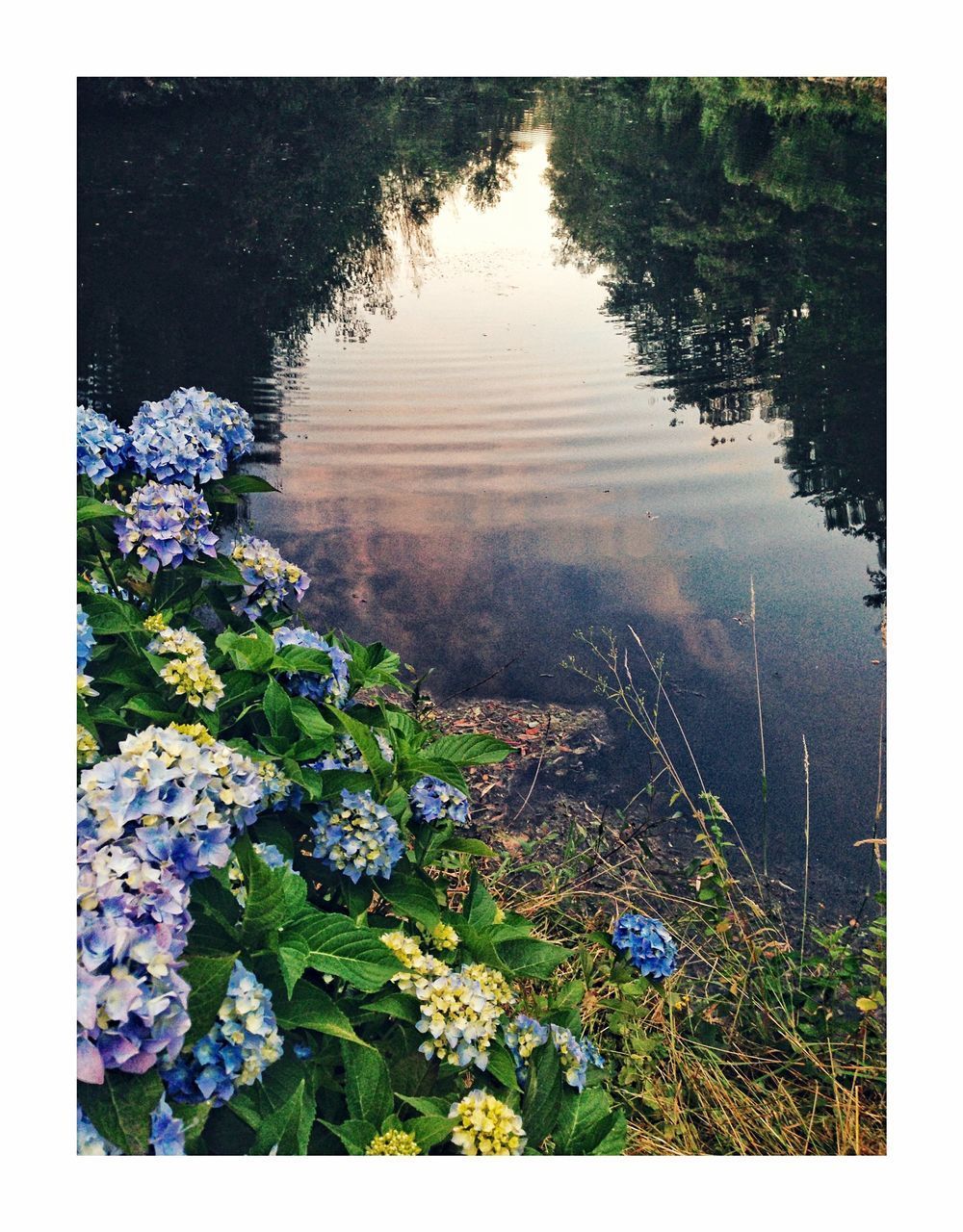 SCENIC VIEW OF LAKE AND PLANTS BY TREES