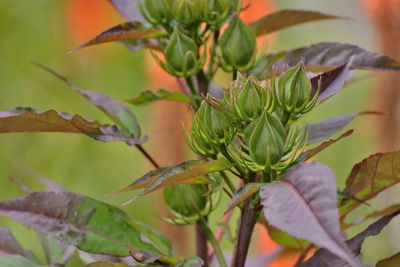 Close-up of fruit growing on tree