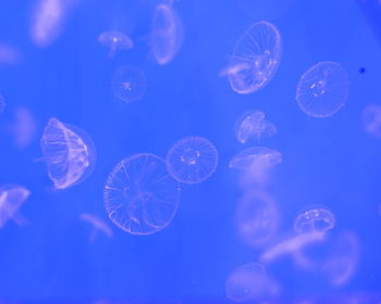 Jellyfish in sea