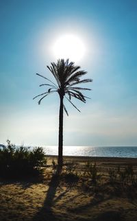 Palm trees on beach during sunset