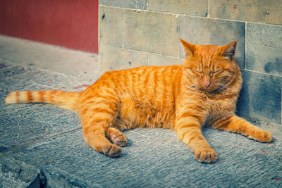 A lazy ginger cat