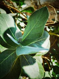 Close-up of green leaves