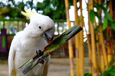 Close-up of cockatoo eating food