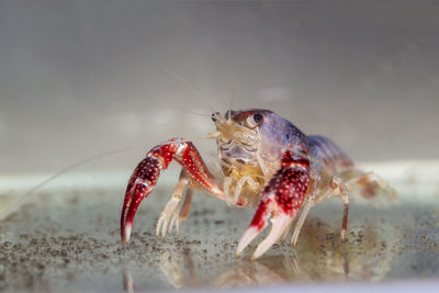 Close-up of crayfish or freshwater lobster on rock