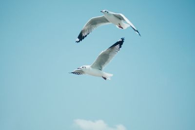 Low angle view of seagull flying in sky