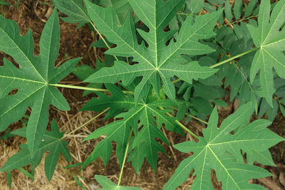 High angle view of plant growing on field