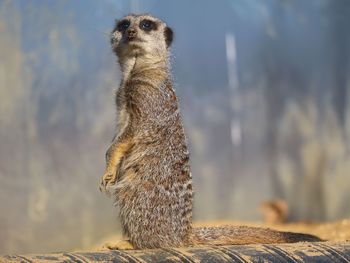 meerkat