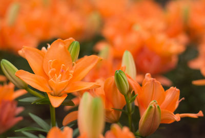 Close-up of orange flowers blooming outdoors