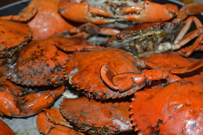 High angle view of crabs in cooking pan