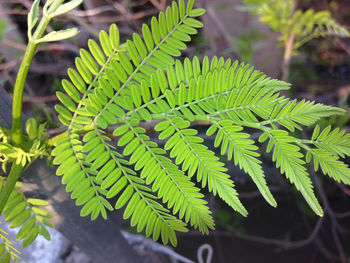 leaf