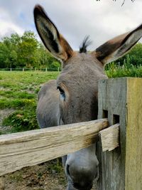 View of a donkey on wooden fence in field