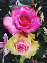 Close-up of pink rose blooming outdoors