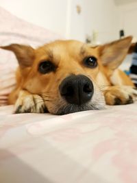 Close-up portrait of dog