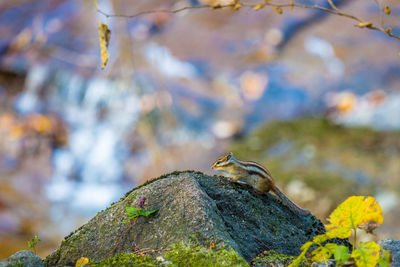 Close-up of insect perching on tree