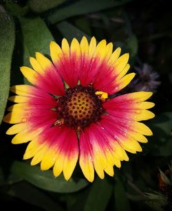 Close-up of yellow flower