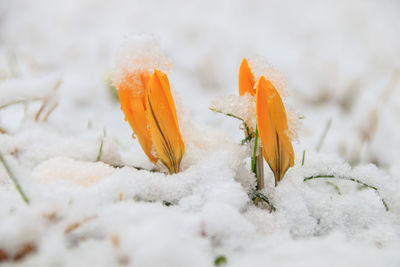 Close-up of snow on leaf during winter