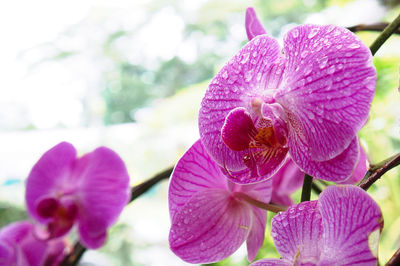 Close-up of pink flowers blooming outdoors